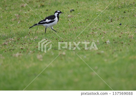 Juvenile magpie-lark Grallina cyanoleuca cyanoleuca. Juvenile magpie-lark Grallina cyanoleuca cyanoleuca. 137569088