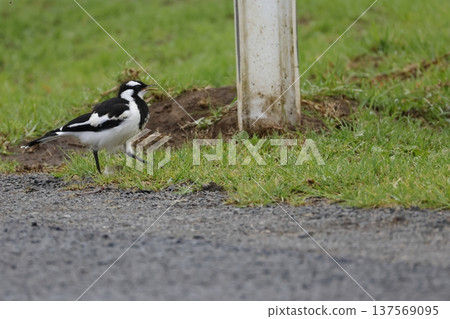 Juvenile magpie-lark calling. Juvenile magpie-lark calling. 137569095