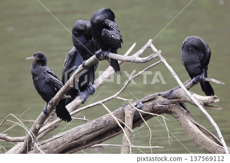 Little black cormorants. Little black cormorants. 137569112