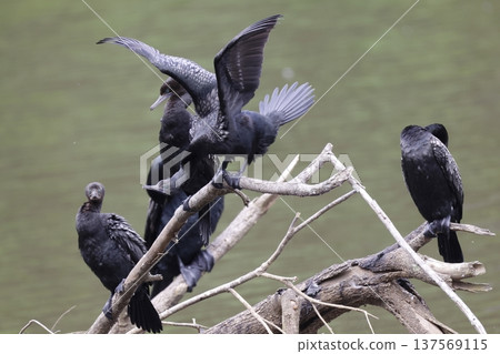 Little black cormorants. Little black cormorants. 137569115