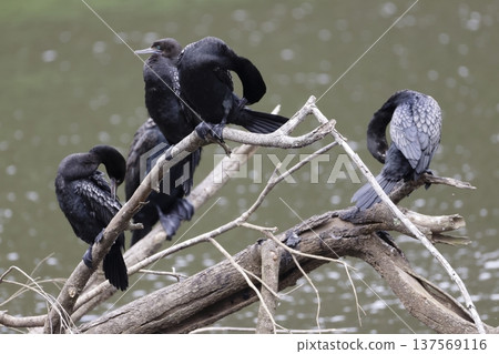 Little black cormorants. Little black cormorants. 137569116