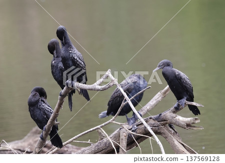 Little black cormorants. Little black cormorants. 137569128