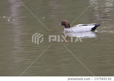 Australian wood duck. 137569130