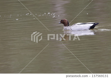 Australian wood duck. 137569131