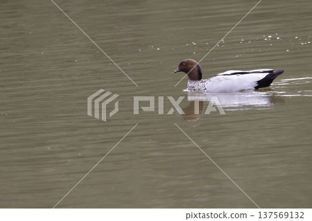 Australian wood duck. 137569132