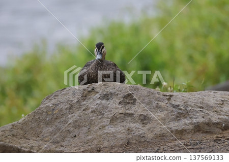 Pacific black duck. 137569133