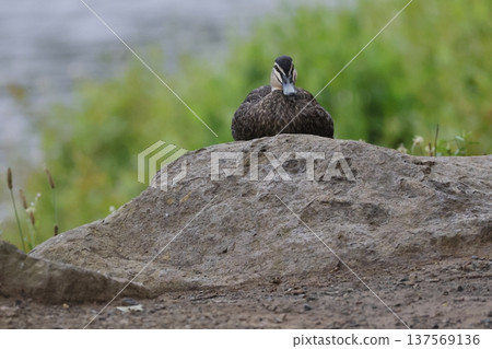 Pacific black duck. Pacific black duck. 137569136