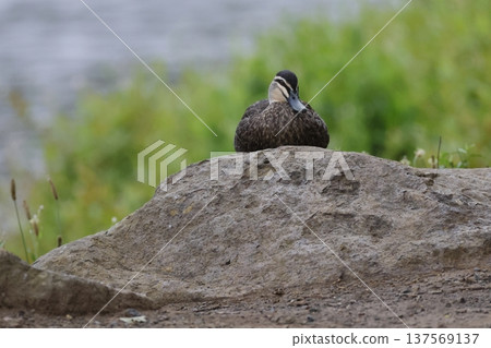 Pacific black duck. 137569137