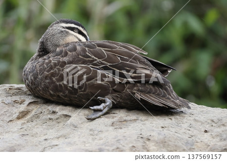 Pacific black duck. 137569157