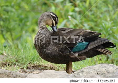 Pacific black duck. 137569161