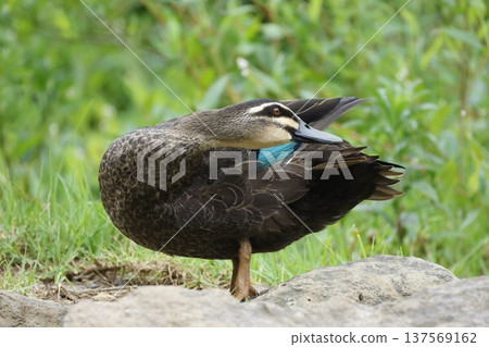 Pacific black duck. 137569162