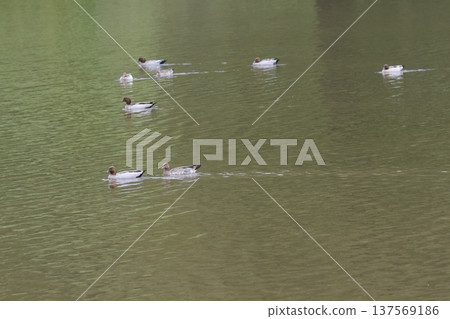 Australian wood ducks. 137569186
