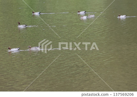 Australian wood ducks. Australian wood ducks. 137569206