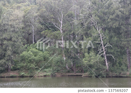 Forest in the Lake Yarrunga. Forest in the Lake Yarrunga. 137569207