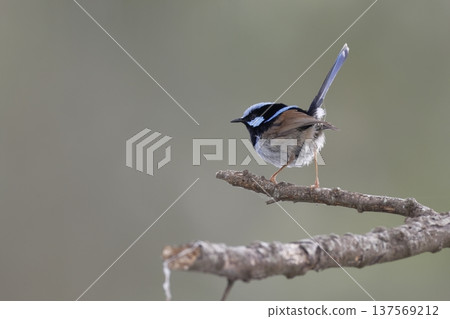 Male superb fairywren. Male superb fairywren. 137569212