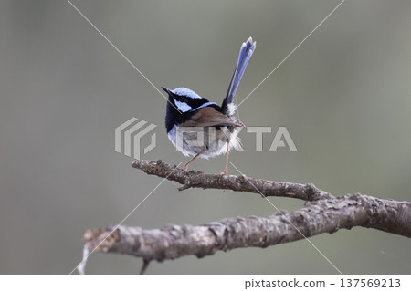 Male superb fairywren. Male superb fairywren. 137569213