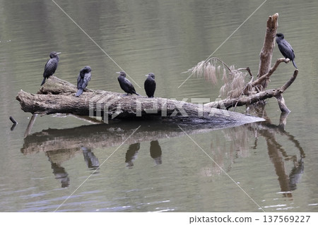 Little black cormorants. Little black cormorants. 137569227