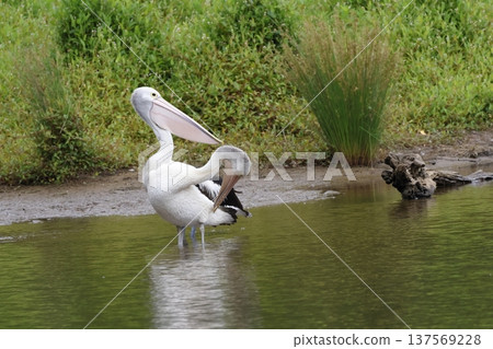 Australian pelicans Pelecanus conspicillatus. 137569228