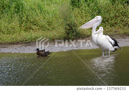Australian pelicans and chestnut teals. 137569231