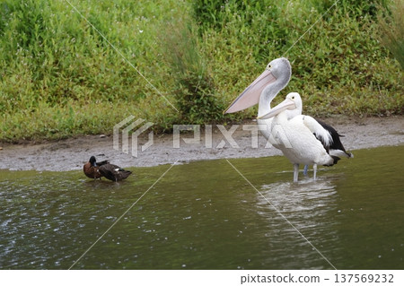 Australian pelicans and chestnut teals. Australian pelicans and chestnut teals. 137569232