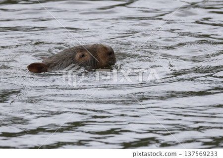 Hirsute wombat n the water. 137569233