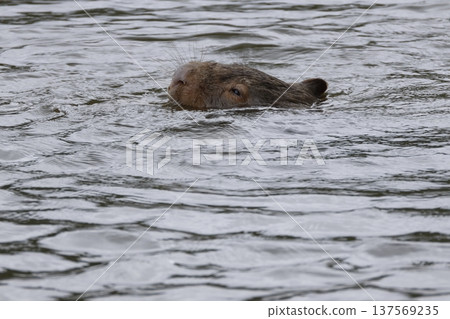 Hirsute wombat n the water. 137569235