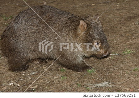 Hirsute wombat Vombatus ursinus hirsutus. 137569251