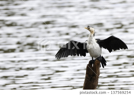 Little pied cormorant. Little pied cormorant. 137569254