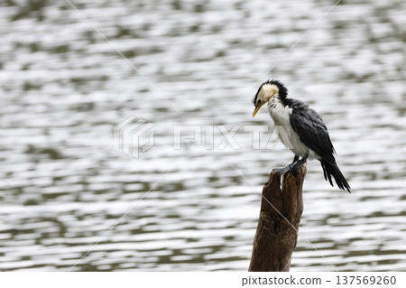 Little pied cormorant. Little pied cormorant. 137569260