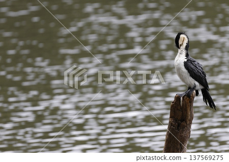 Little pied cormorant. 137569275