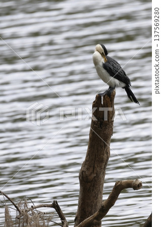Little pied cormorant. Little pied cormorant. 137569280