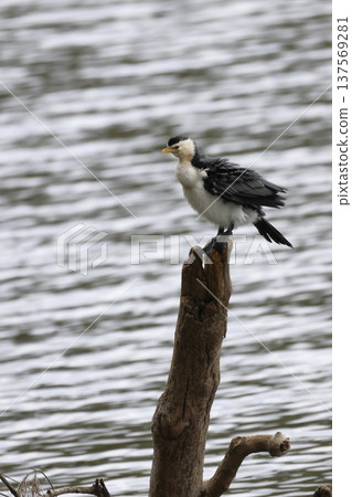 Little pied cormorant. Little pied cormorant. 137569281