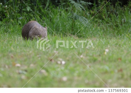 Hirsute wombat grazing. 137569301