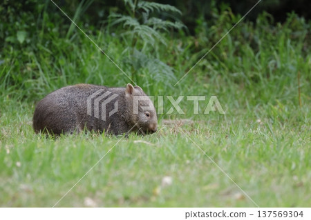 Hirsute wombat grazing. 137569304