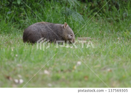 Hirsute wombat grazing. 137569305