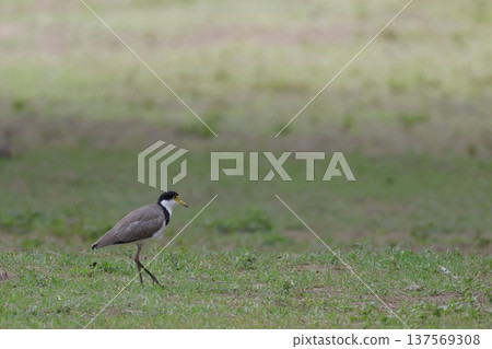Masked lapwing Vanellus miles novaehollandiae. Masked lapwing Vanellus miles novaehollandiae. 137569308