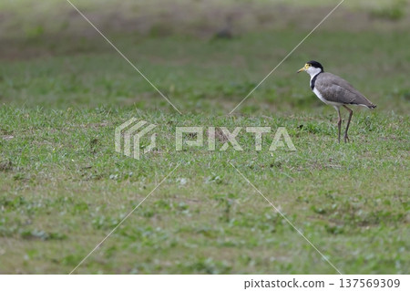 Masked lapwing Vanellus miles novaehollandiae. Masked lapwing Vanellus miles novaehollandiae. 137569309