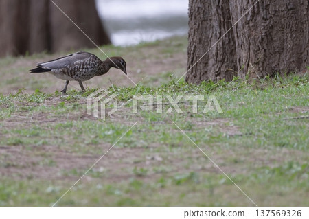 Australian wood duck. 137569326