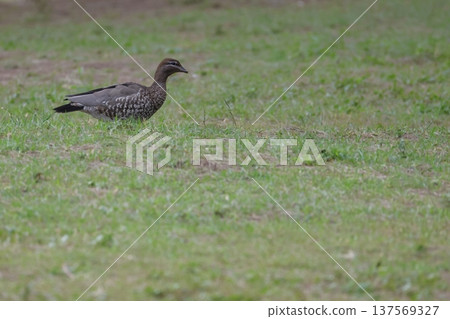 Australian wood duck. 137569327