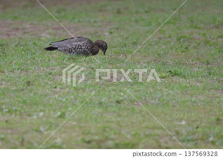 Australian wood duck. Australian wood duck. 137569328