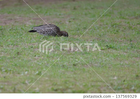 Australian wood duck. 137569329
