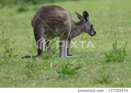 Eastern grey kangaroo. Eastern grey kangaroo. 137569334