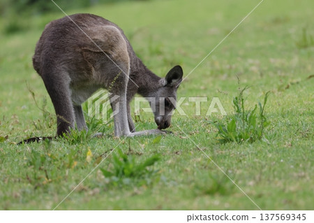 Eastern grey kangaroo. Eastern grey kangaroo. 137569345
