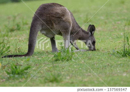 Eastern grey kangaroo. Eastern grey kangaroo. 137569347