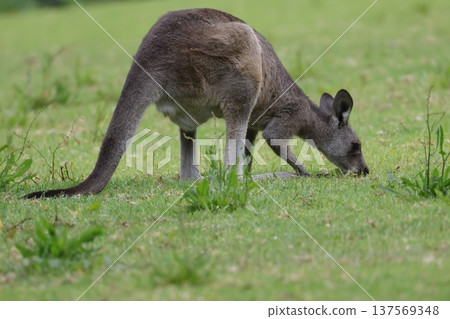 Eastern grey kangaroo. Eastern grey kangaroo. 137569348