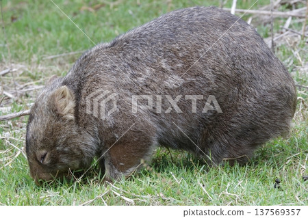Hirsute wombat grazing. 137569357