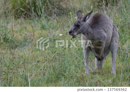Eastern grey kangaroo. Eastern grey kangaroo. 137569362