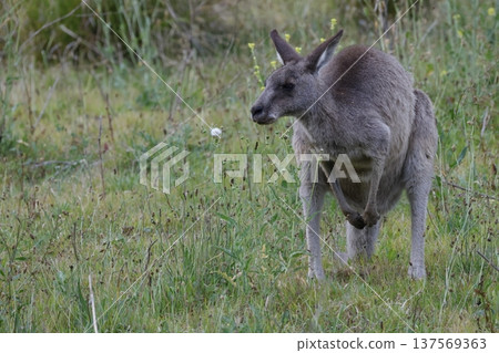 Eastern grey kangaroo. Eastern grey kangaroo. 137569363