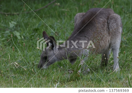 Eastern grey kangaroo. Eastern grey kangaroo. 137569369