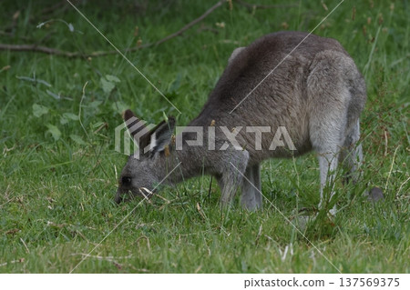 Eastern grey kangaroo. 137569375